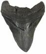 Huge, Fossil Megalodon Tooth #56829-1